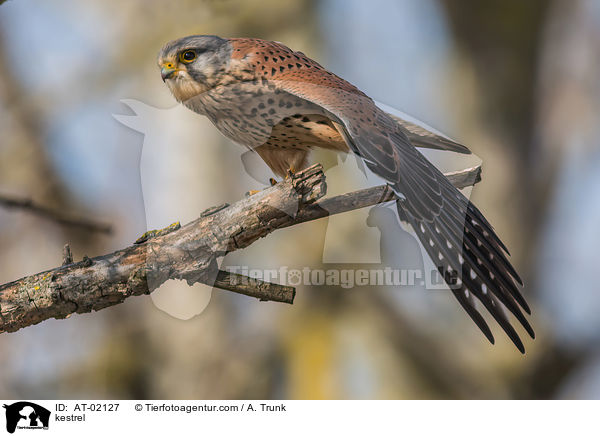 kestrel / AT-02127