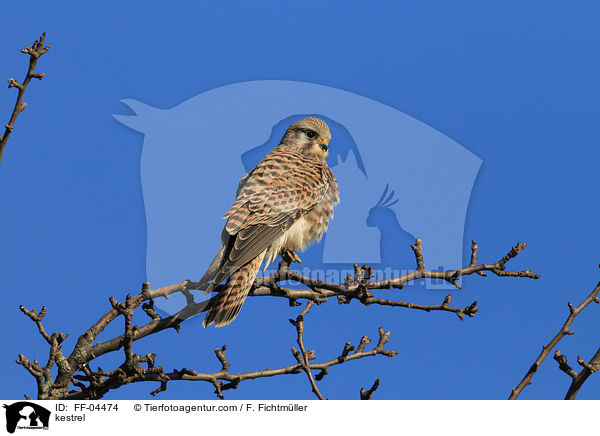 kestrel / FF-04474