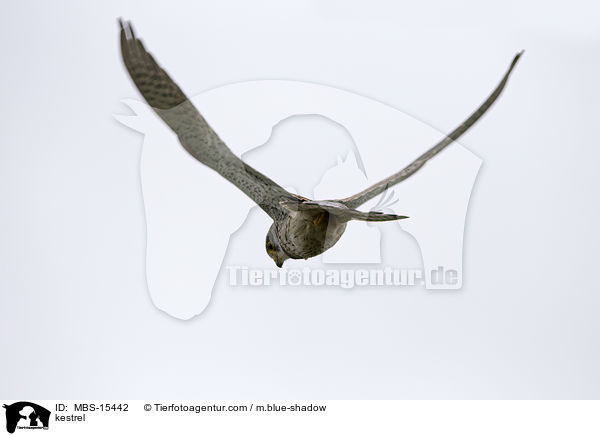 kestrel / MBS-15442