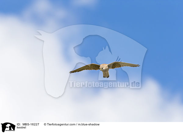 kestrel / MBS-16227