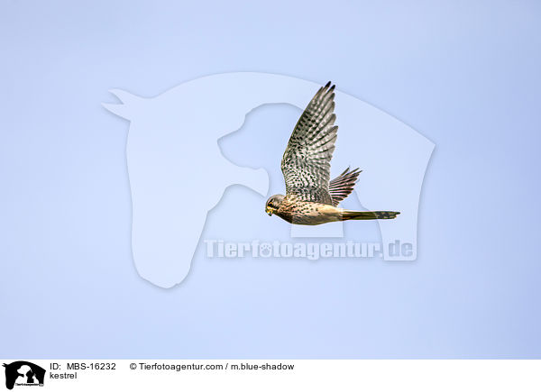 kestrel / MBS-16232