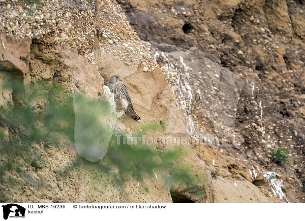 kestrel / MBS-16236