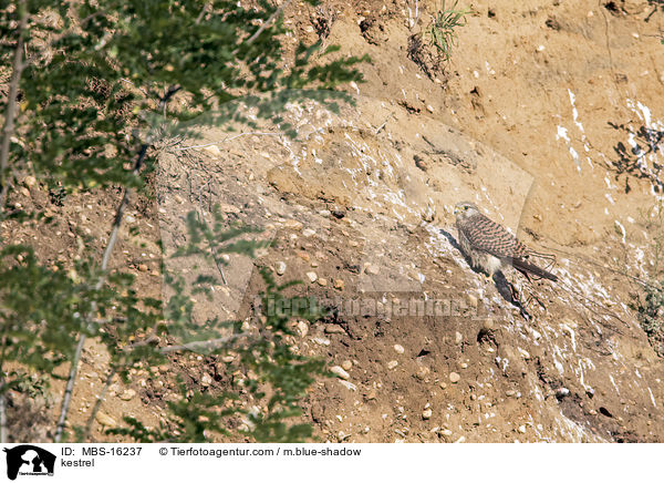 kestrel / MBS-16237