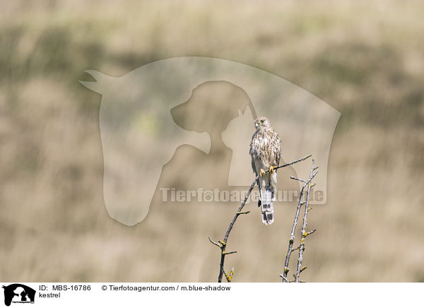 kestrel / MBS-16786