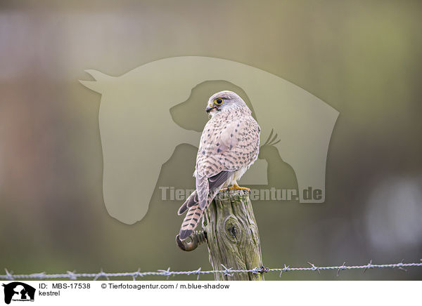 Turmfalke / kestrel / MBS-17538