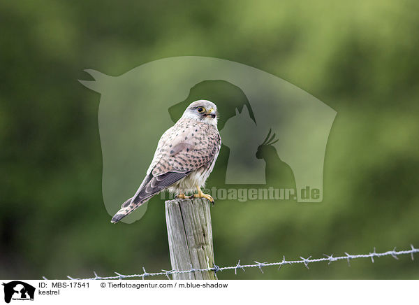 kestrel / MBS-17541