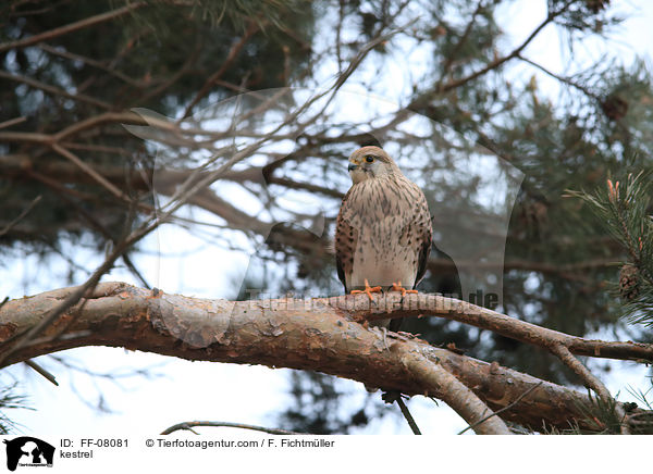 Turmfalke / kestrel / FF-08081