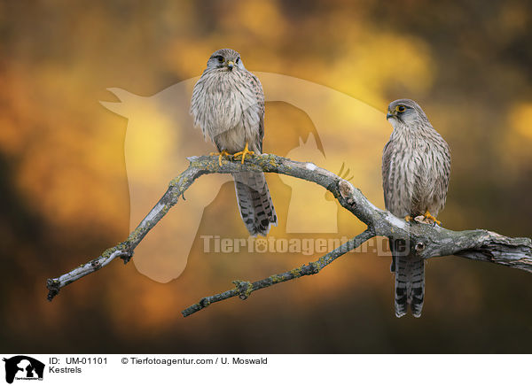 Turmfalken / Kestrels / UM-01101
