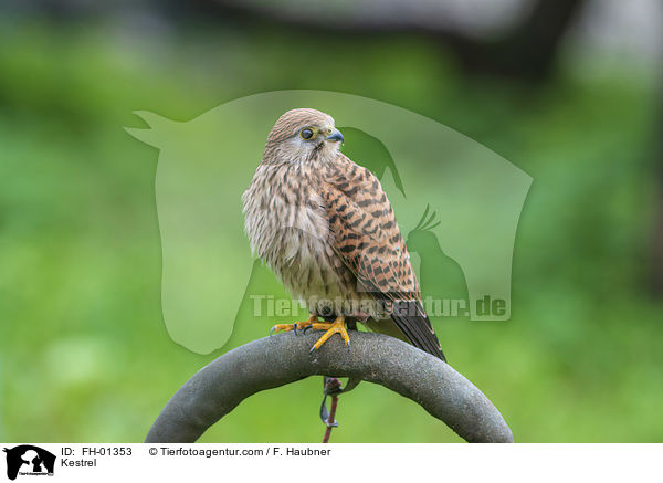 Turmfalke / Kestrel / FH-01353