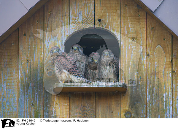 junge Turmfalke / young Kestrel / FH-01645