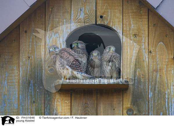 junge Turmfalke / young Kestrel / FH-01646