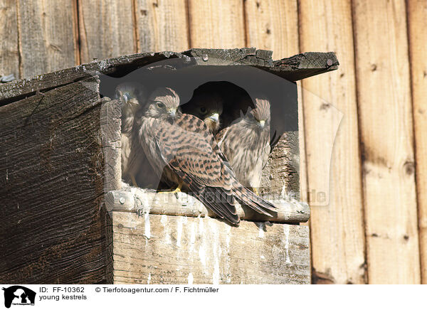 young kestrels / FF-10362