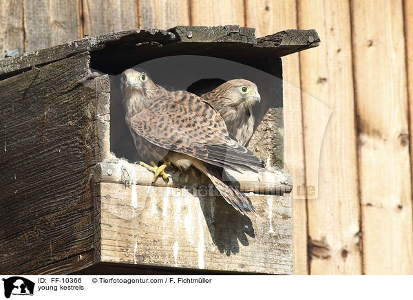 young kestrels / FF-10366
