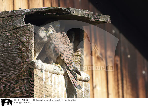 young kestrels / FF-10368