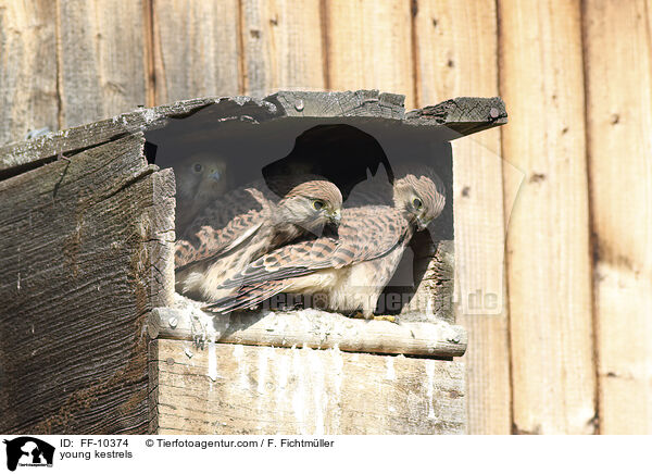 young kestrels / FF-10374