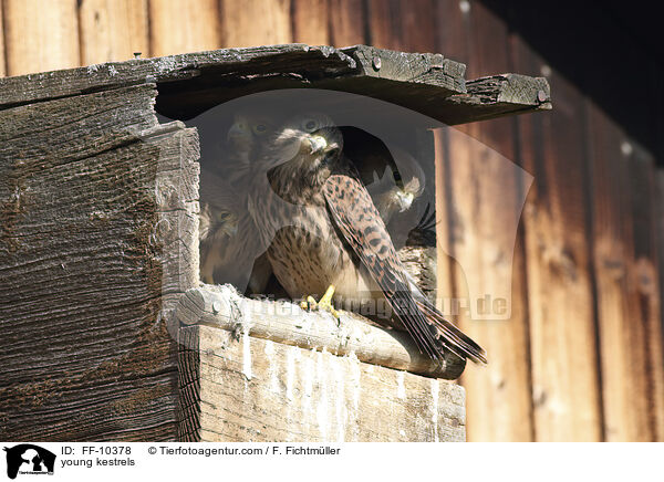 junge Turmfalken / young kestrels / FF-10378