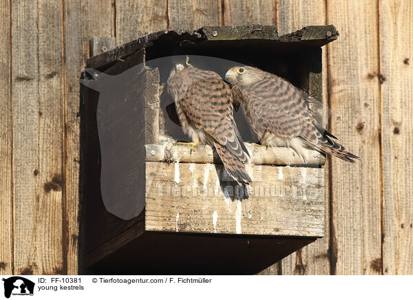 young kestrels / FF-10381