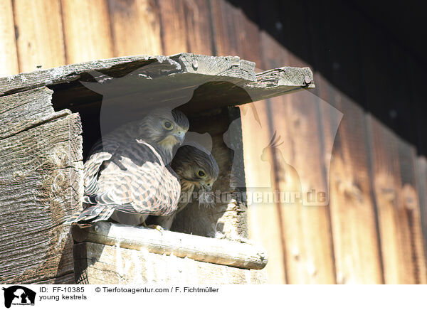 young kestrels / FF-10385