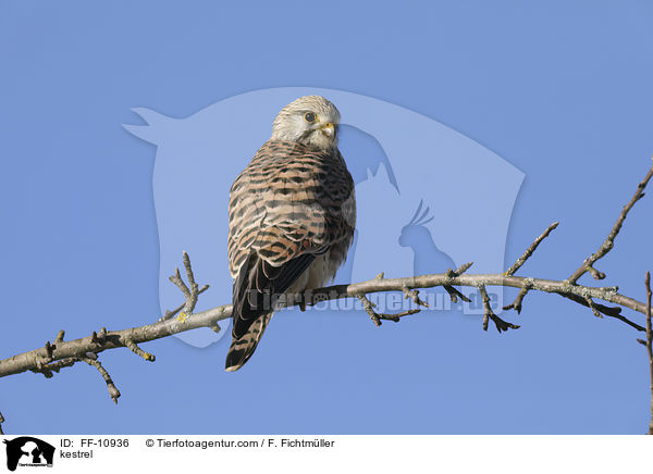 kestrel / FF-10936