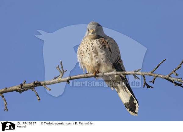 kestrel / FF-10937