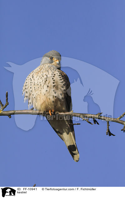 kestrel / FF-10941
