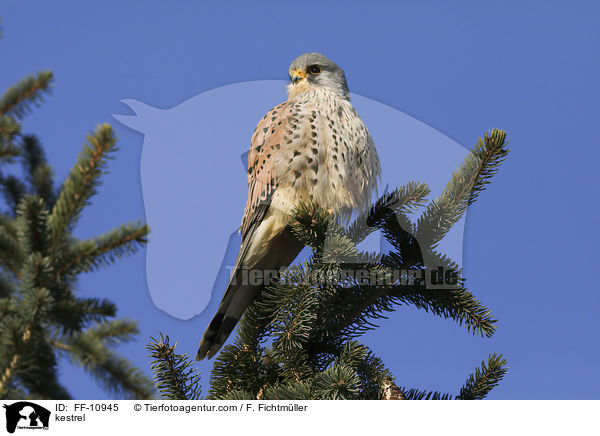 kestrel / FF-10945