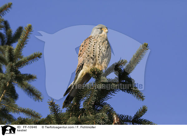 kestrel / FF-10946
