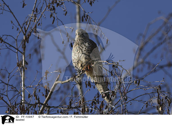 kestrel / FF-10947