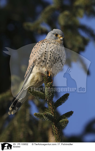kestrel / FF-10952