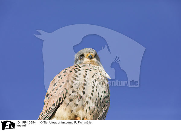 kestrel / FF-10954