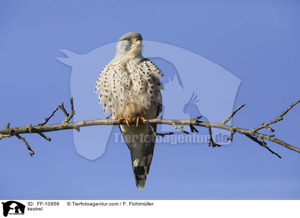 kestrel / FF-10956