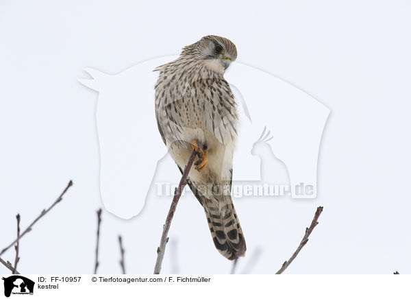 kestrel / FF-10957