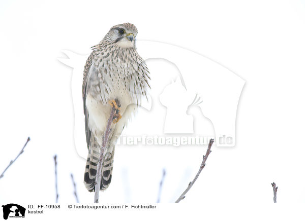 kestrel / FF-10958