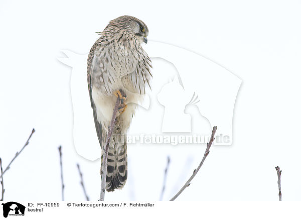 kestrel / FF-10959