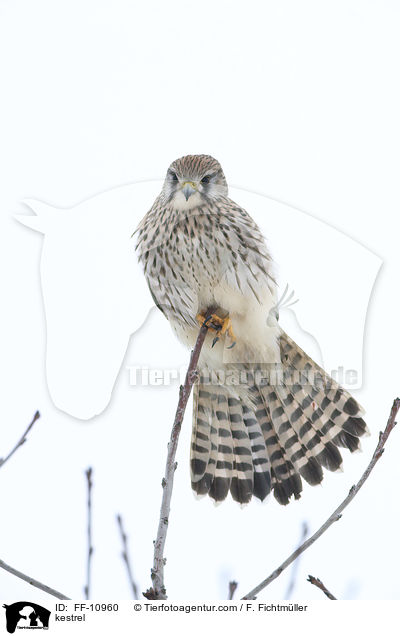 kestrel / FF-10960