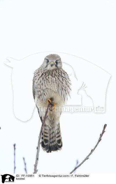 kestrel / FF-10961
