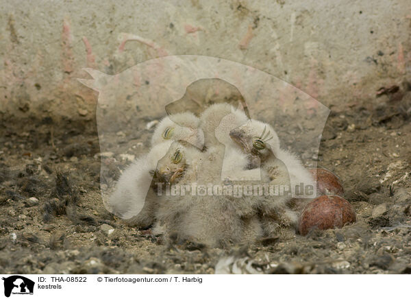 kestrels / THA-08522