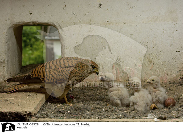 Turmfalken / kestrels / THA-08528