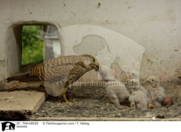 Turmfalken / kestrels / THA-08529