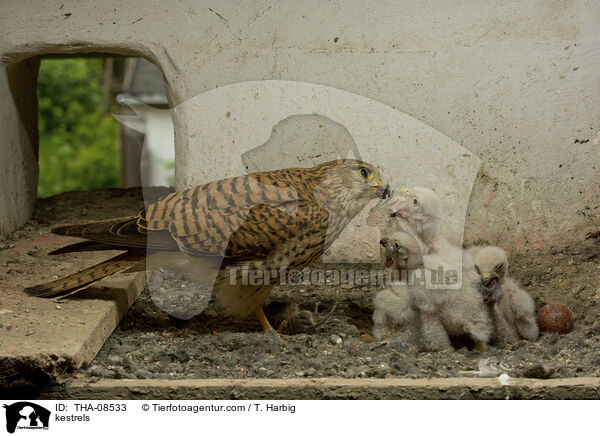 Turmfalken / kestrels / THA-08533