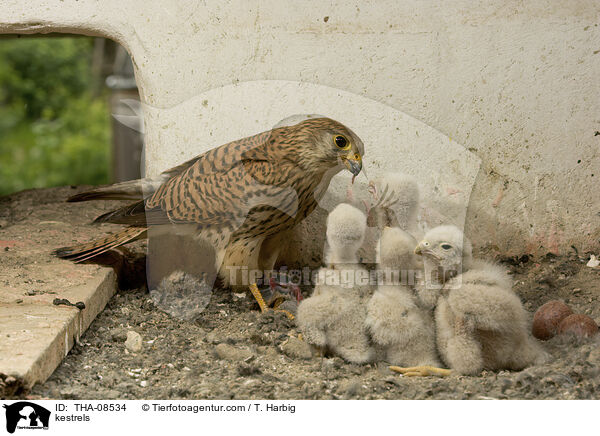 Turmfalken / kestrels / THA-08534