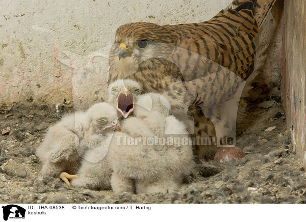 Turmfalken / kestrels / THA-08538