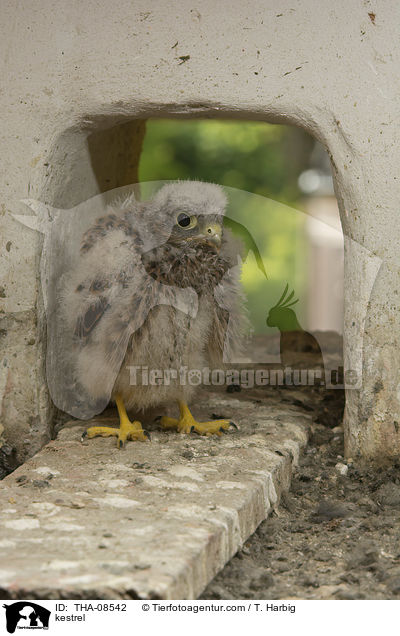 kestrel / THA-08542