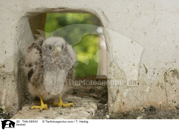 Turmfalke / kestrel / THA-08543