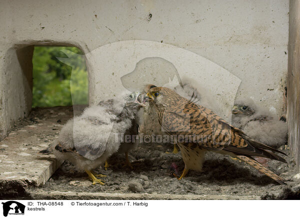 kestrels / THA-08548