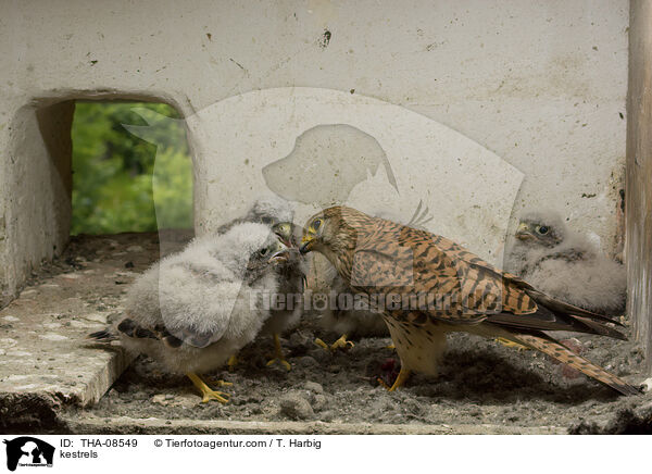kestrels / THA-08549