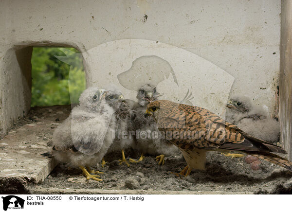 kestrels / THA-08550