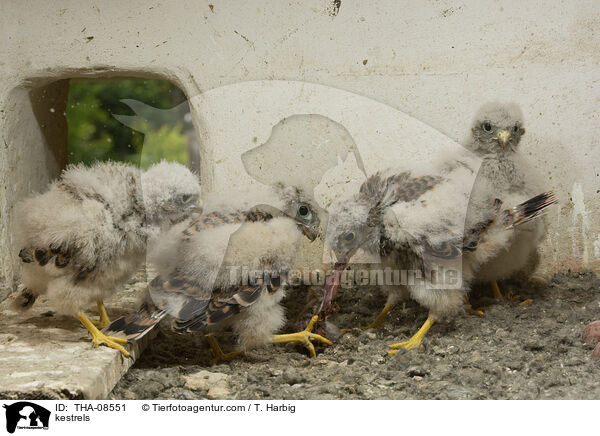 kestrels / THA-08551