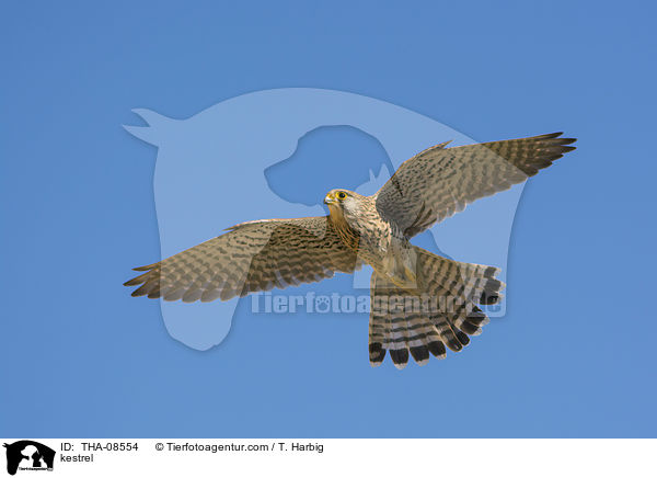 Turmfalke / kestrel / THA-08554