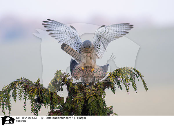 kestrels / THA-08623